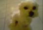 Lächelnder Hund