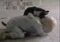 Baby vs. Katze Wrestling