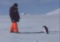 Aggro Pinguin