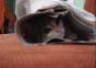 Katze versteckt sich in Zeitung