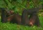 Bonobo Affen – Wie die Karnickel