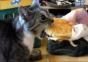 Hornoxe.com – Picdump #163