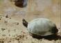 Schildkröte vs. zwei Krokodile