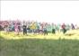 Cheeserolling 2013