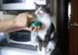Zombie Katze