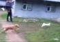 Katze verarscht Hund