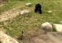 Gans vs. Gorilla