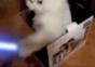 Katze in der Box mit Laserschwert