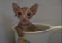 Eine Tasse Katze