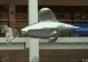 Fliegender Fisch