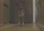 Riverdance Hund