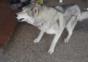 Hunde beim niesen Compilation