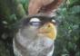 Komischer Vogel
