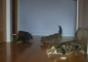 Cat drift