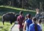 Ein Bison hautnah