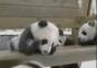Pandas beim spielen