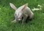 Erdferkel Baby