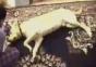 Hund stellt sich tot
