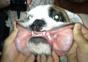 Hornoxe.com – Picdump #271