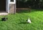 Schäferhund im Hühnerstall