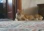 Die Thriller Katze