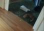 Katzen Laser Bowling