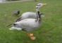 Diese Gans hat Happy Feet
