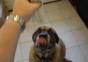Dieser Hund kaut nich
