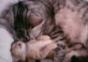 Mutterkatze und Babykatze