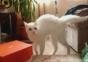 Noch so eine Thriller Katze
