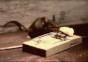 Maus vs. Mausfalle