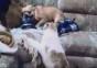 Bulldogge vs. Katze