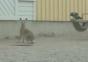 Hase vs. Krähen