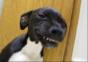 Grinsender Hund