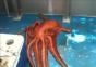 Octopus Houdini