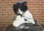 DJ Cat