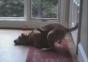 Dogs Fail Compilation