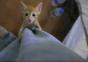 Hungrige kleine Katze
