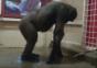 Break Dancing Gorilla