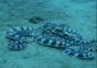 Mimic Octopus