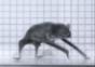 Vampirfledermaus auf Laufband