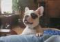 Hund mit lustigem Bellen