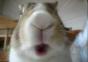 Bunny Eating Close up