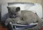 Drucker erschreckt Katze