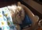 Katze in eigenem Bettchen