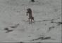 Dieser Hund mag keinen Schnee