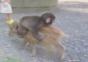 Der Baby Monkey Song
