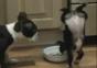 Hund geht beim essen hoch