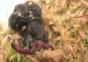 Schnecke frisst Regenwurm