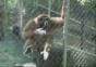 Der Sirenen Affe